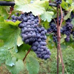 Vineyard_in_Montone