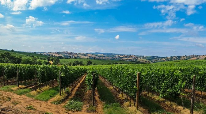 Weinlagenwanderung 2019